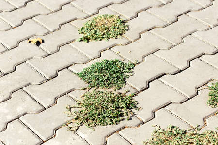 grass on the sidewalkの写真素材
