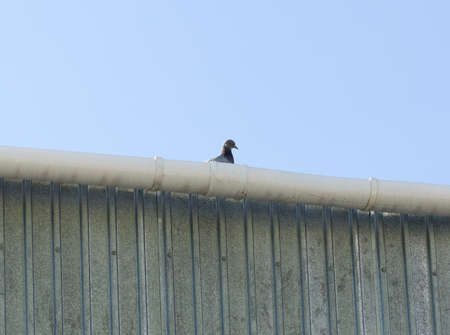 Pigeon on Rooftop. gray doves sitting on the roof against the blue sky with a cloud. pigeon. Pigeon walking on a rooftop in blue sky. symbol of peace. bird backgrounds.の写真素材