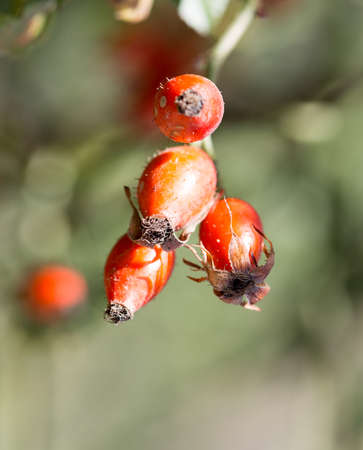 Dog rose,red bunch branch Rose hips, Different types Rosa canina hips in the garden with beautiful...