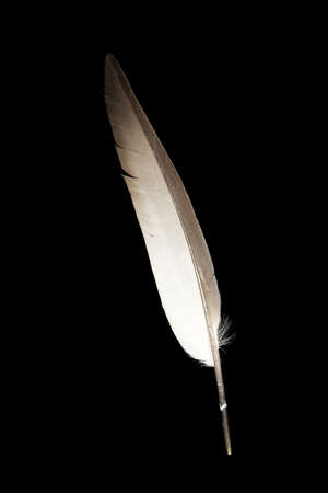 feathers isolated on black backgroundの写真素材