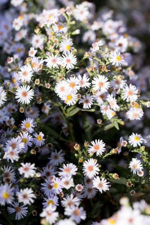 daisy flower in the yardの写真素材