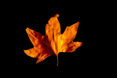golden maple leaves isolated on black backgroundの写真素材