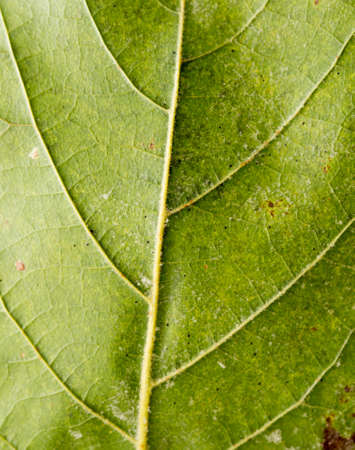 green maple leaf close-up