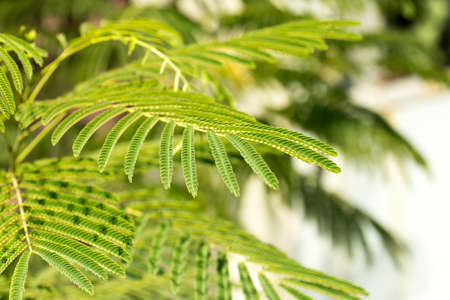 mimosa tree leavesの写真素材