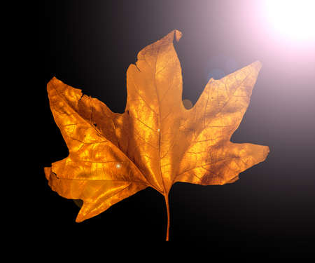 golden maple leaves isolated on black backgroundの写真素材