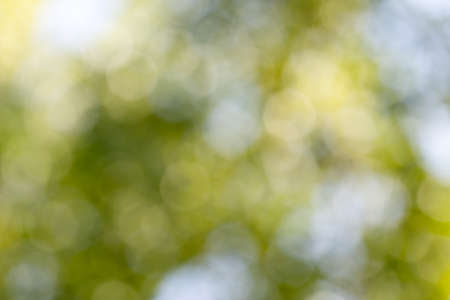 Green gradient blurred abstract background.の写真素材