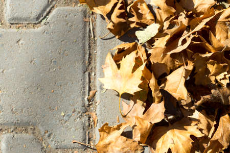 maple leaves sidewalkの写真素材