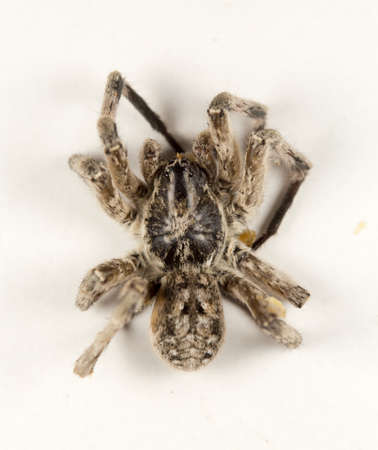 spider on whiteの写真素材