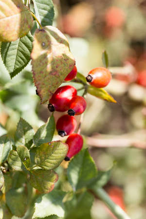 Dog rose,red bunch branch Rose hips, Different types Rosa canina hips in the garden with beautiful green nature bokeh lightsの写真素材