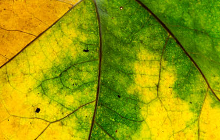 Close up of colorful autumnal maple leafの写真素材