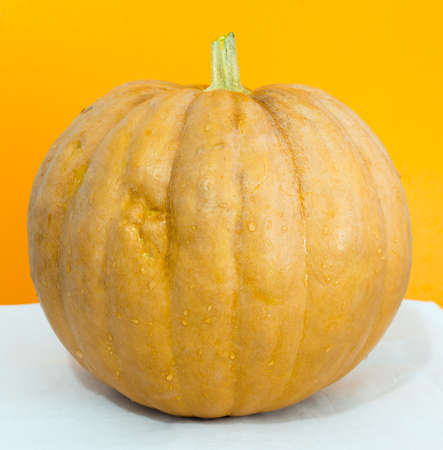 pumpkin on the tableの写真素材