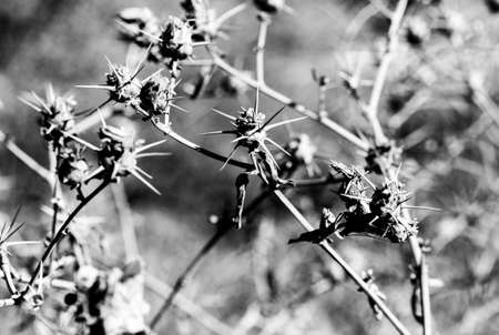 Dry burdock close-upの写真素材