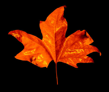 golden maple leaves isolated on black backgroundの写真素材