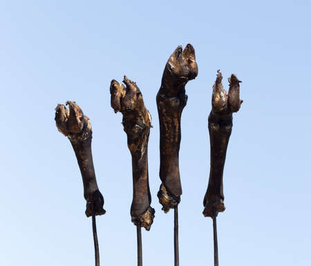 traditions of the Kazakh people, slaughtered a ram and with the help of fire remove hair on the legs. This puts the meat on top of the national beshbarmak dishes. Leg Sheep on the sky backgroundの写真素材