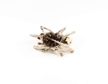 spider on whiteの写真素材