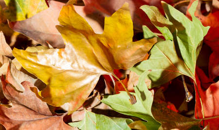 autumn background with maple leavesの写真素材