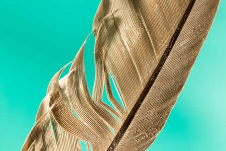 feathers macro on a green backgroundの写真素材