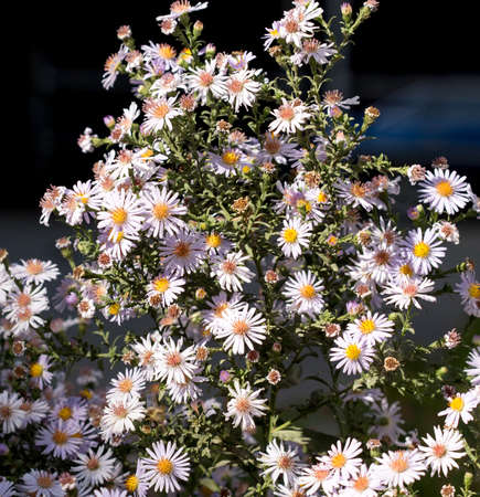 daisy flower in the yardの写真素材