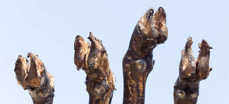 traditions of the Kazakh people, slaughtered a ram and with the help of fire remove hair on the legs. This puts the meat on top of the national beshbarmak dishes. Leg Sheep on the sky backgroundの写真素材