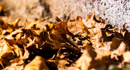 maple leaves sidewalkの写真素材