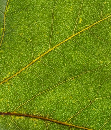 Close up of colorful autumnal maple leaf