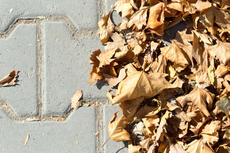 maple leaves sidewalkの写真素材