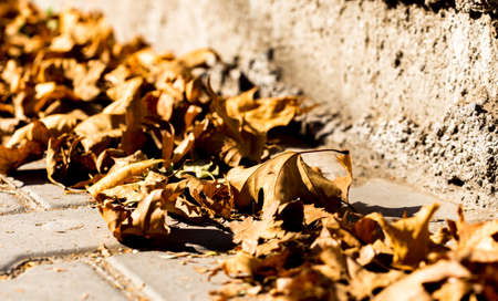 maple leaves sidewalkの写真素材