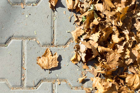 maple leaves sidewalkの写真素材
