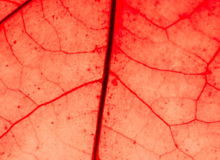 Close up of colorful autumnal maple leafの写真素材