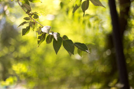 Background of green tree leavesの写真素材
