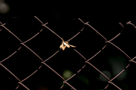 Green wire fence on background of green treesの写真素材
