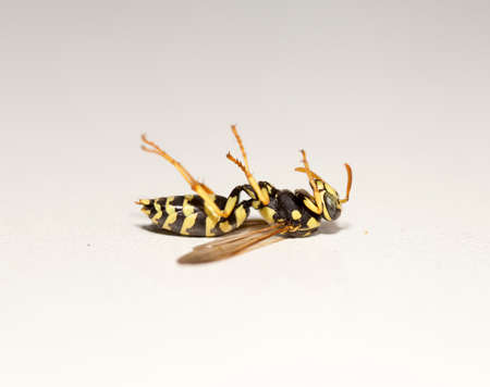 Dead wasp Macroの写真素材