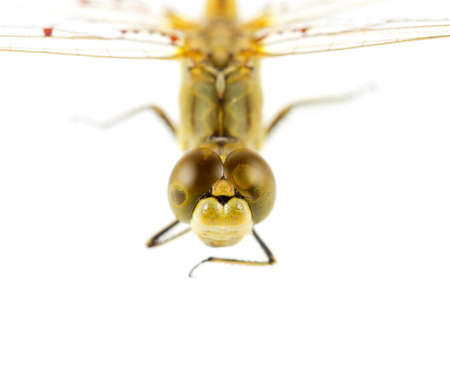 Dragonfly on white backgroundの写真素材