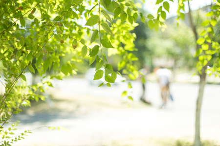 Background of green tree leavesの写真素材