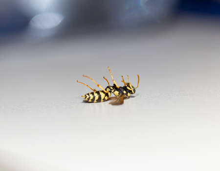 Dead wasp Macroの写真素材