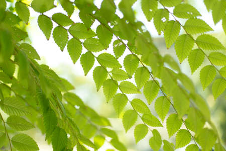 Background of green tree leavesの写真素材