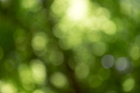 green bokeh background,green bokeh,green bokeh abstractの写真素材