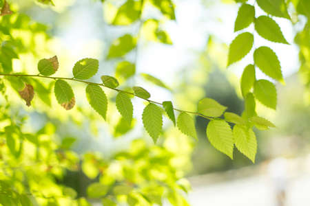 Background of green tree leavesの写真素材