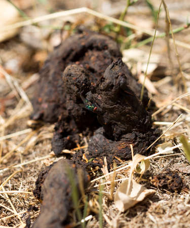Fly in the manure of the macroの写真素材