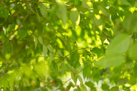 Background of green tree leavesの写真素材