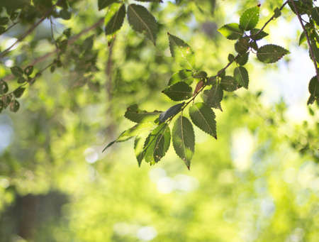 Background of green tree leaves
