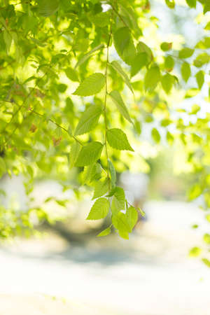 Background of green tree leavesの写真素材