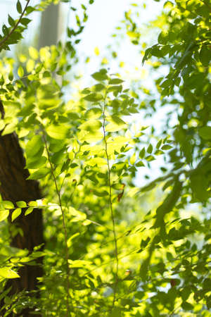 Background of green tree leavesの写真素材