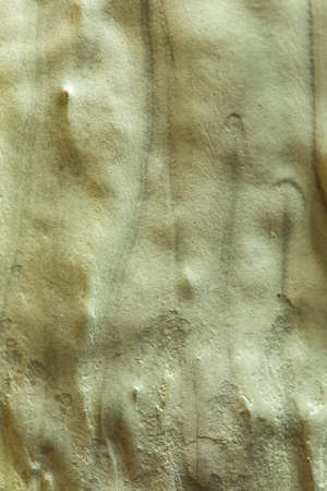 Background, texture green wallの写真素材