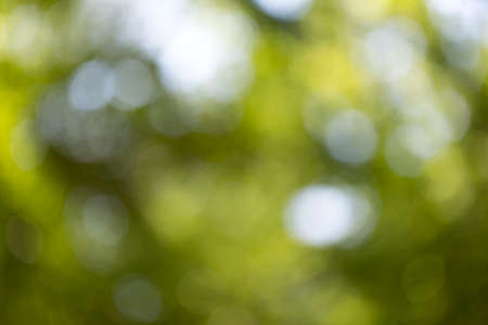 green bokeh background,green bokeh,green bokeh abstractの写真素材