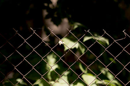Green wire fence on background of green treesの写真素材