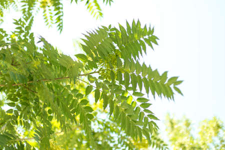 Background of green tree leaves