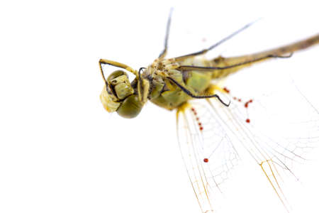 Dragonfly on white backgroundの写真素材
