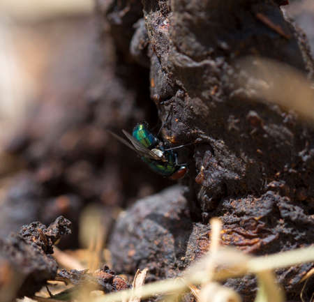 Fly in the manure of the macroの写真素材