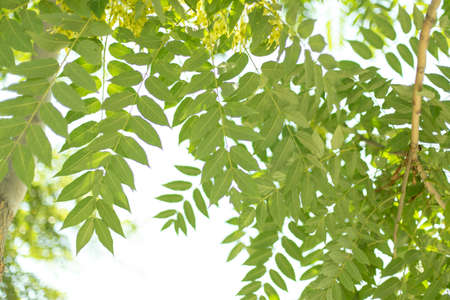 Background of green tree leavesの写真素材